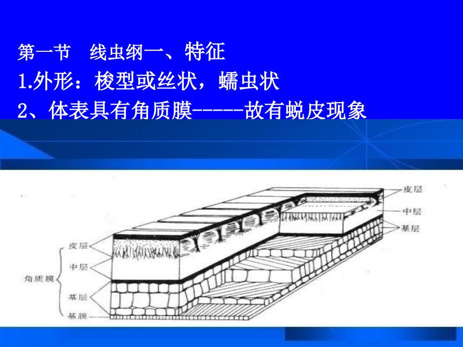 《原腔动物》PPT课件_第3页