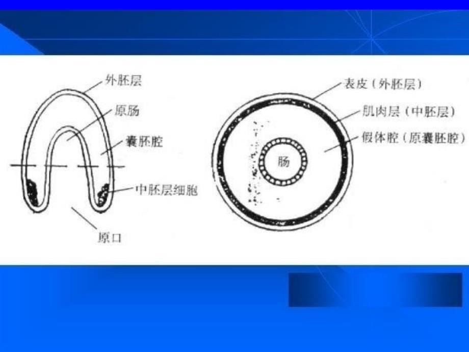 《原腔动物》PPT课件_第5页