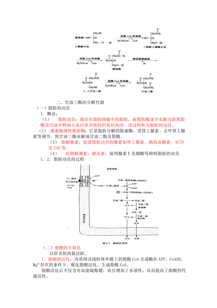 第五章脂类代谢复习提要.doc_第3页