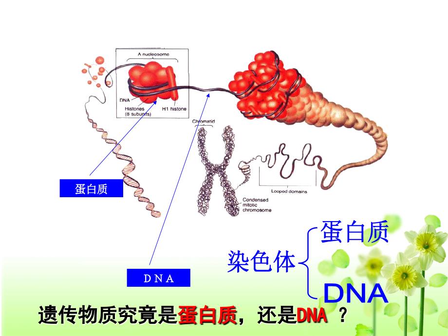 肺炎双球菌的转化实验_第1页