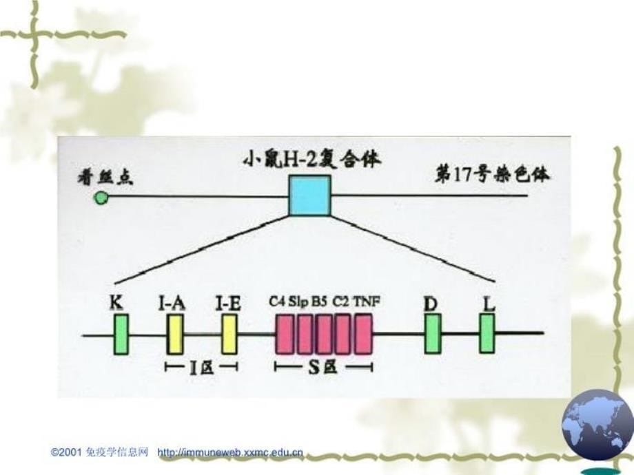 最新医学免疫学第六章：MHC幻灯片_第5页