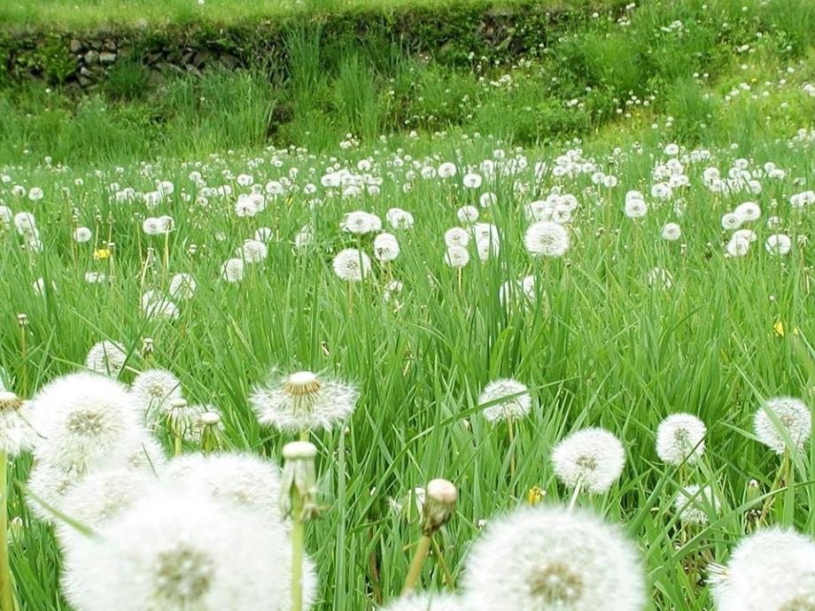 小学语文S版二年级上册植物妈妈有办法课件_第4页