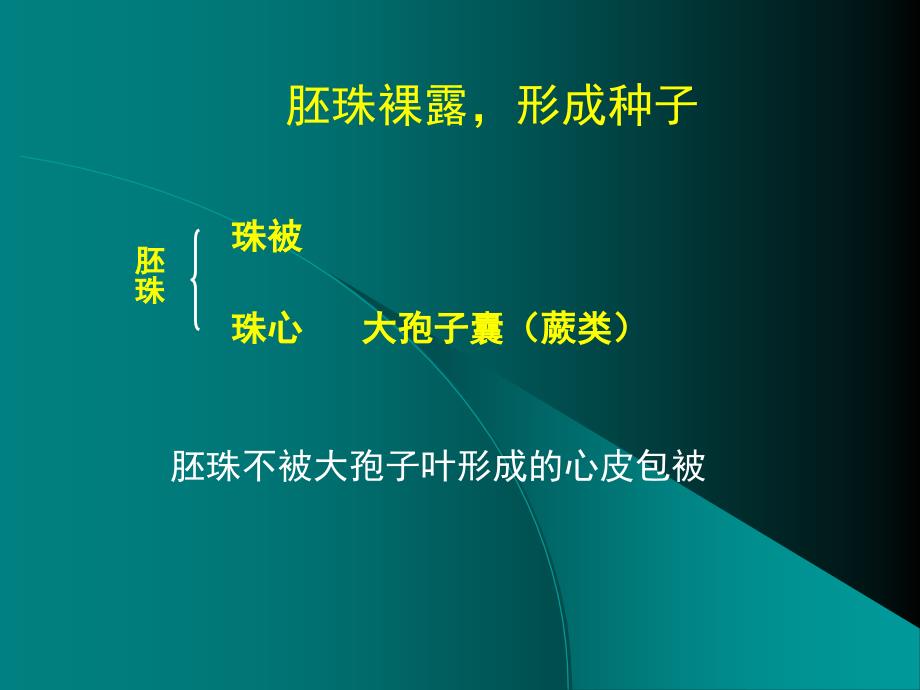 裸子植物主要特征_第4页