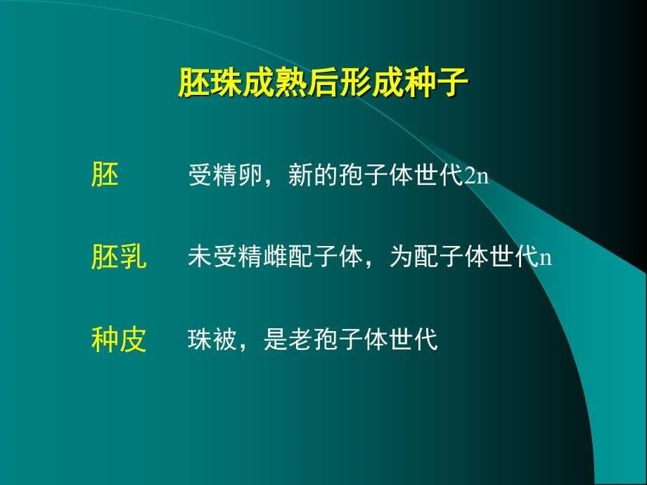 裸子植物主要特征_第5页