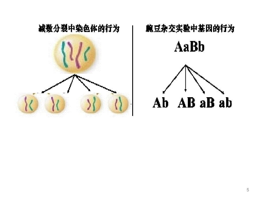 基因在染色体上分享资料_第5页