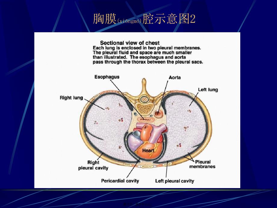 医学专题—胸腔积液(第六版)_第3页