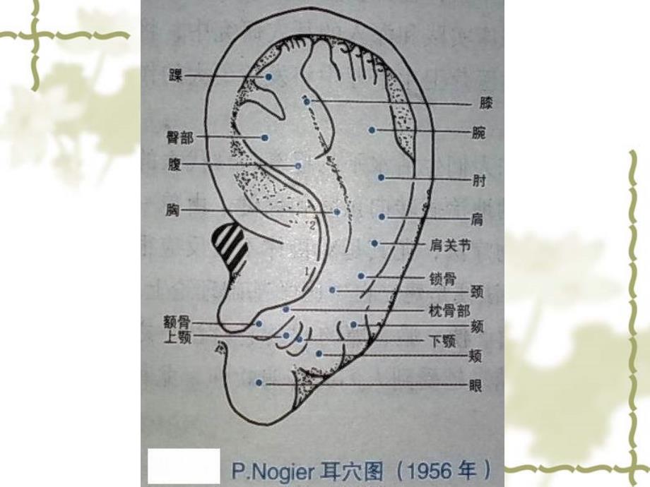 耳穴的功能归类PPT课件_第2页