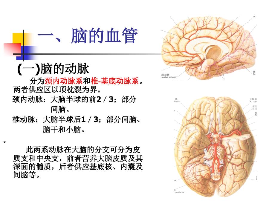 K与脊髓的血管_第2页