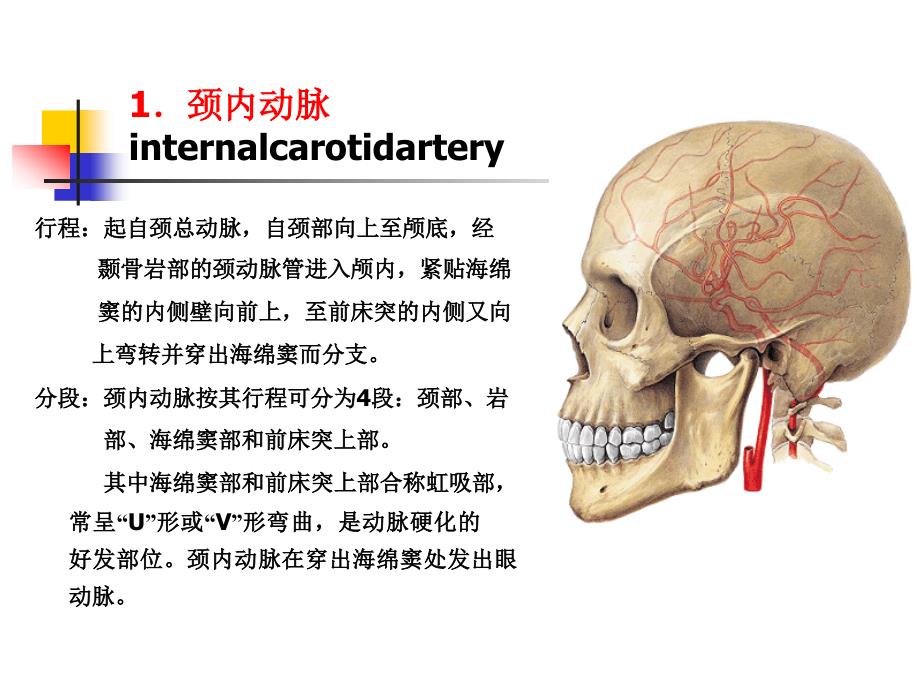 K与脊髓的血管_第3页