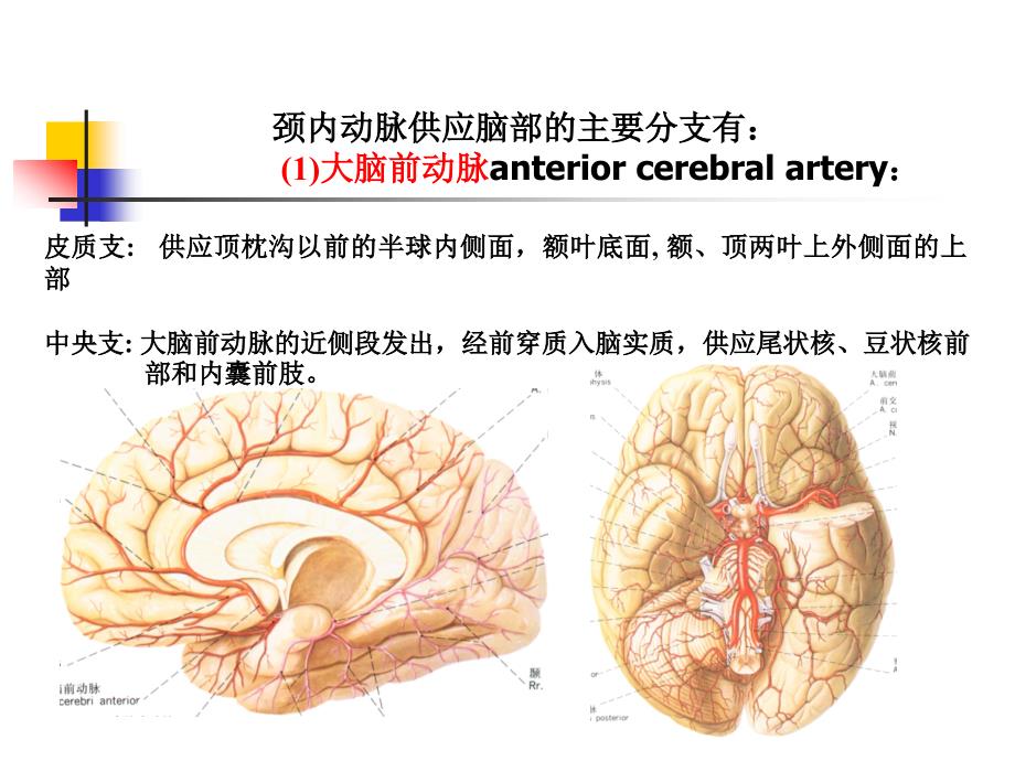 K与脊髓的血管_第4页