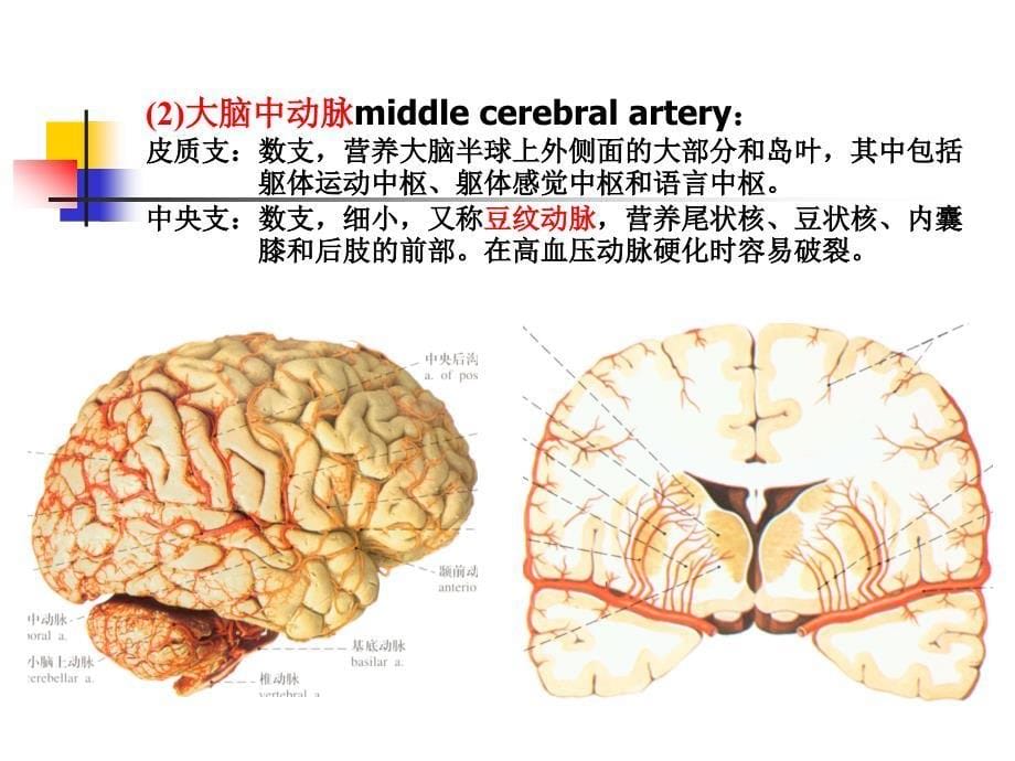 K与脊髓的血管_第5页