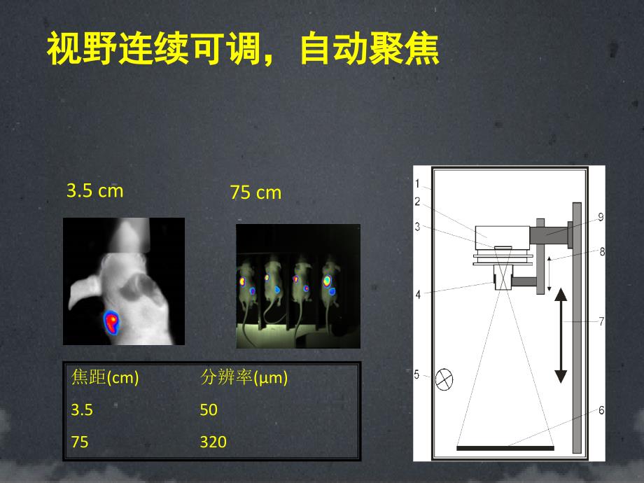 活体生物发光和荧光成像技术应用讲座课件_第4页