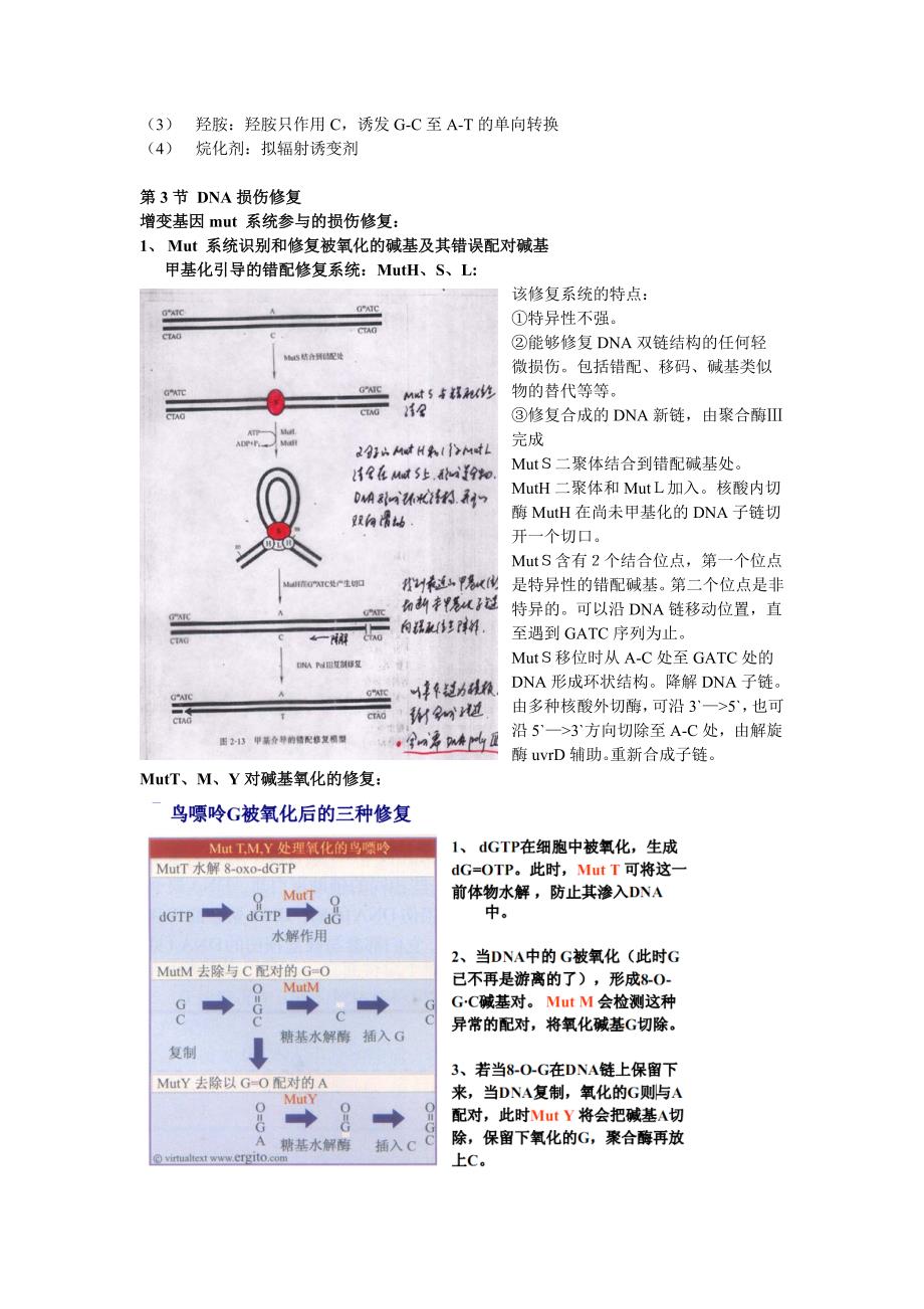 分子微生物考点suguang_第4页