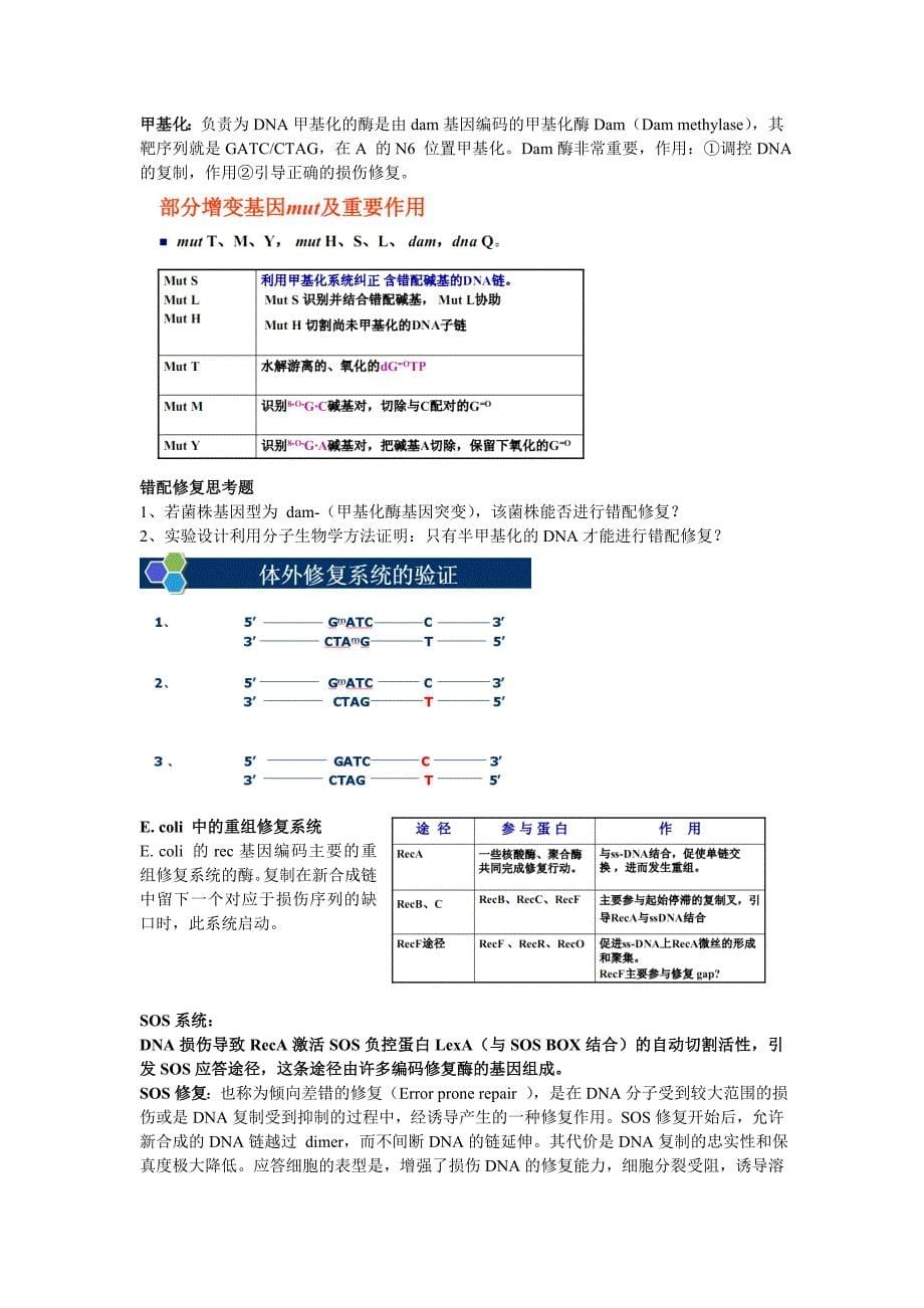 分子微生物考点suguang_第5页