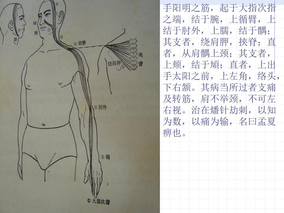 针灸学：第二章手阳明经络与腧穴_第4页