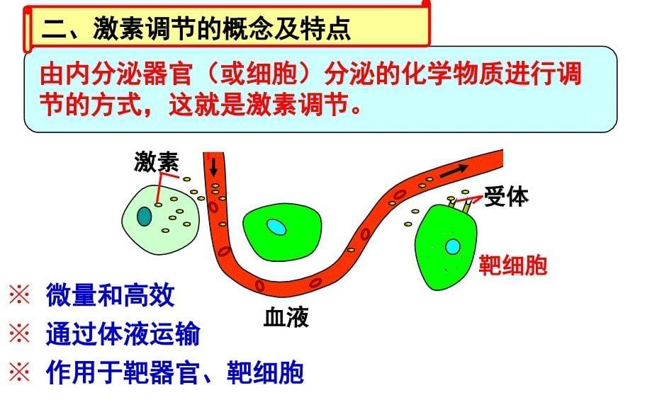 27激素调节及与神经调节的关系_第5页