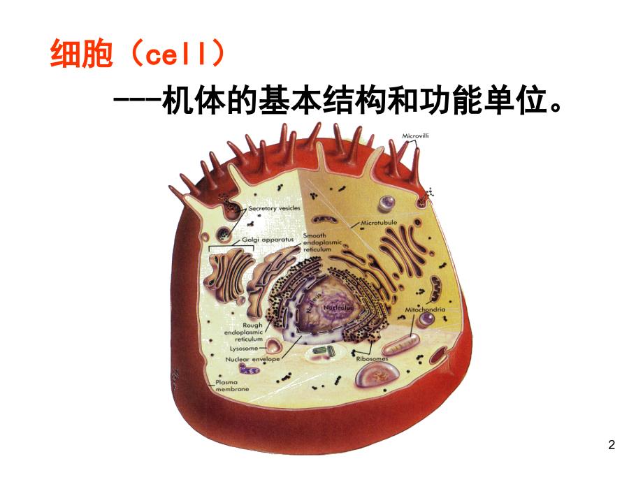 卫生护理--细胞提纲_第2页