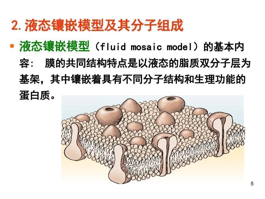 卫生护理--细胞提纲_第5页