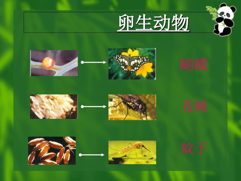 教科版小学四年级下册科学动物的繁殖活动课件_第4页