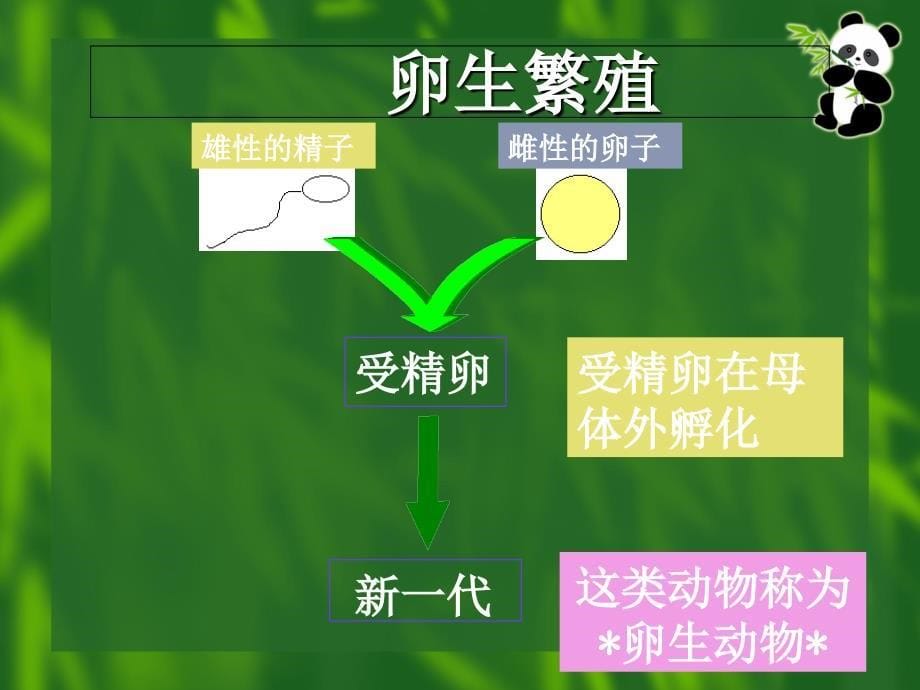 教科版小学四年级下册科学动物的繁殖活动课件_第5页