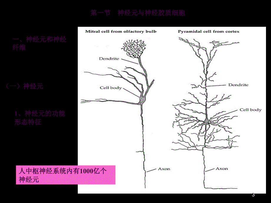 10123神经系统活动的基本原理ppt课件_第3页