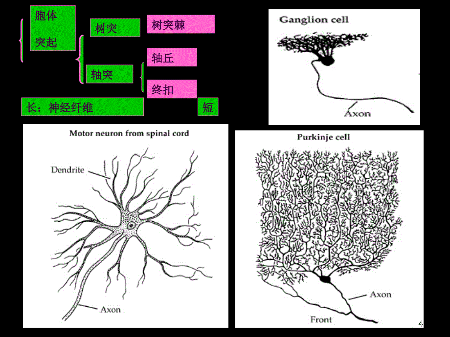 10123神经系统活动的基本原理ppt课件_第4页