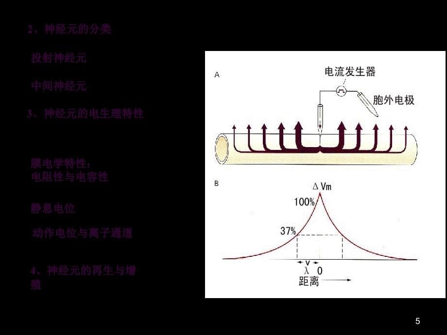 10123神经系统活动的基本原理ppt课件_第5页