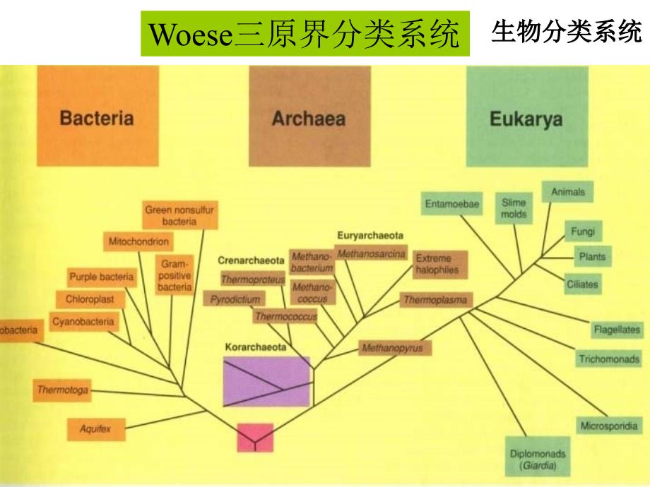 微生物分类ppt课件_第3页