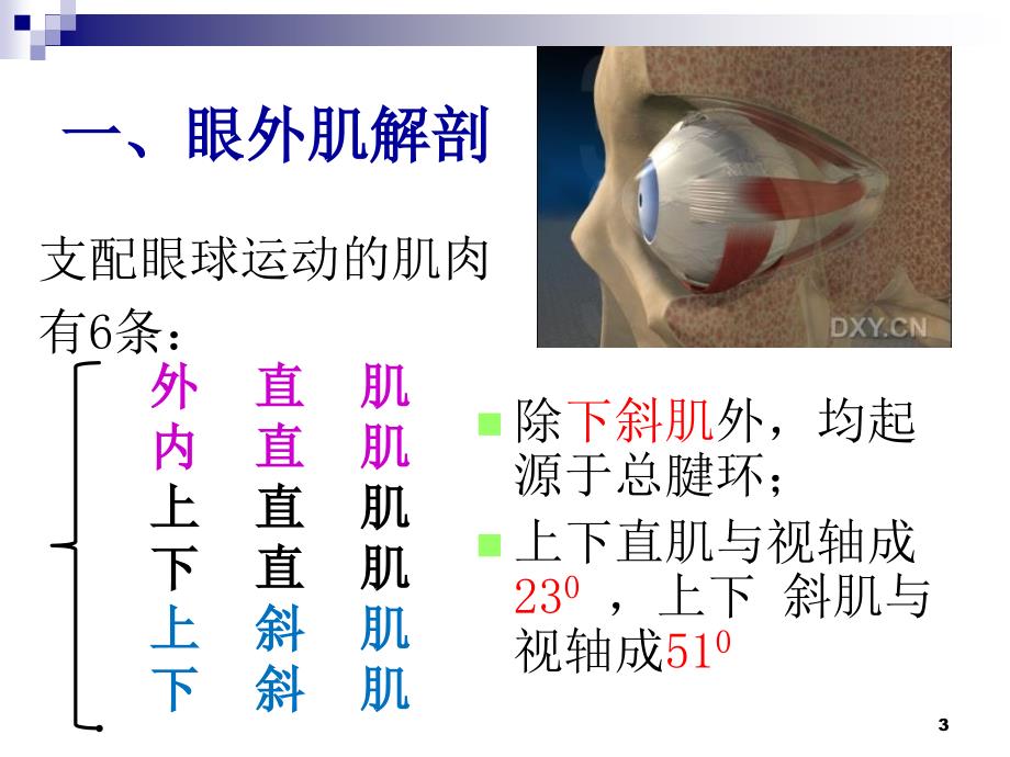 眼外肌解剖和功能课件_第3页