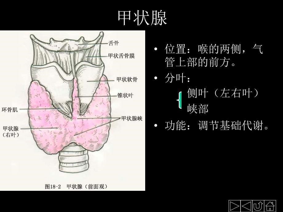 内分泌解剖课件_第5页