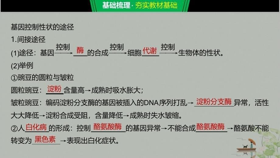 基因表达与性状的关系基因的表达课件_第5页