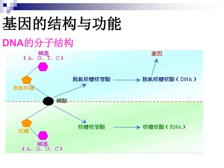 基因和染色体_第2页