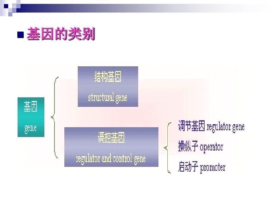 基因和染色体_第5页