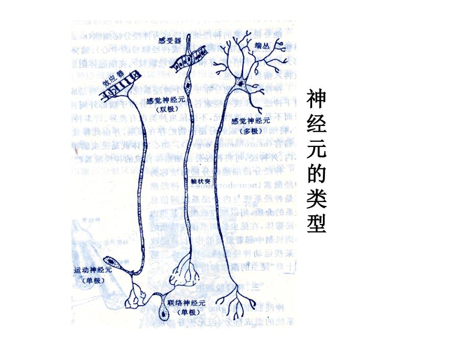 昆虫的神经系统1文档资料_第4页