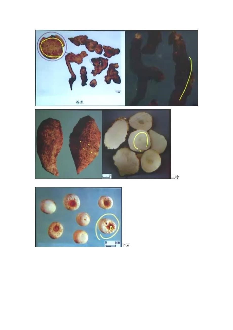 执业药师药一中药药材图片_第5页