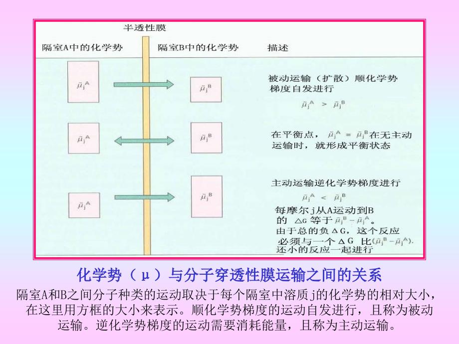 第三章植物的矿质与氮素营养_第3页