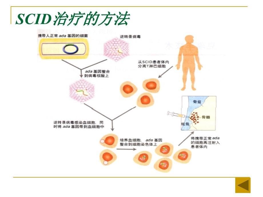 六章节遗传与人类健康_第5页