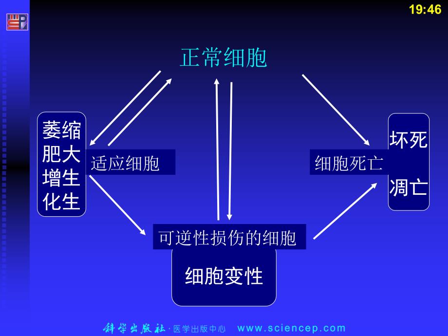 医学专题：细胞和组织的适应、损伤和修复_第2页