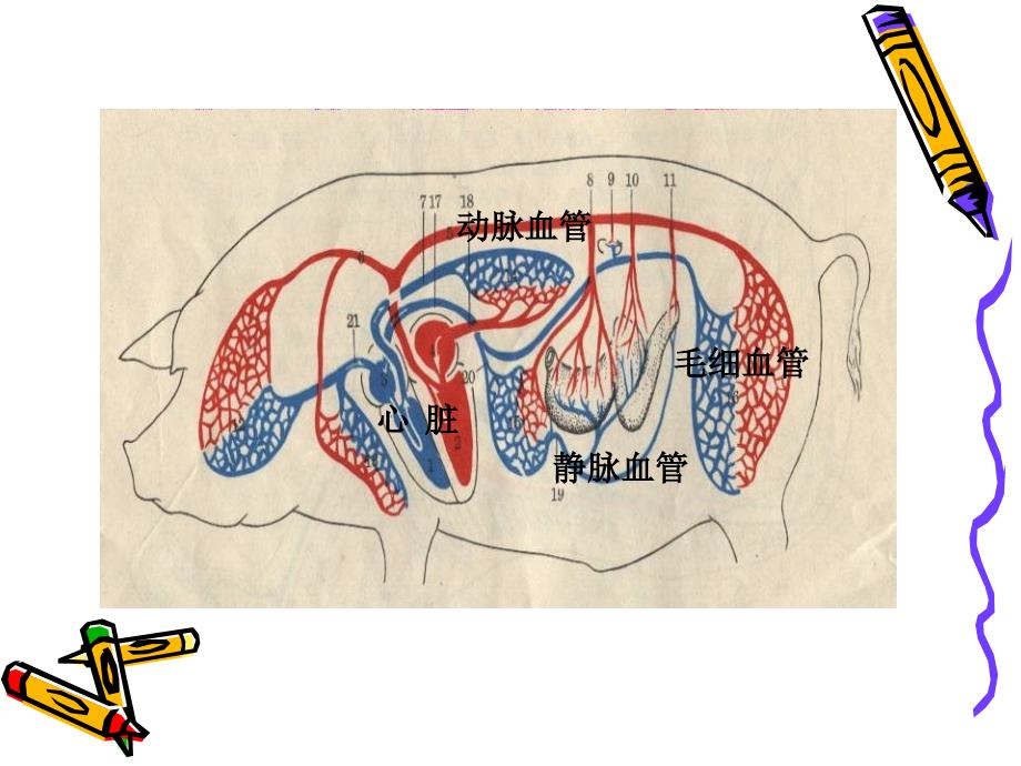 家畜解剖生理学第九章第一节心血管系统_第4页