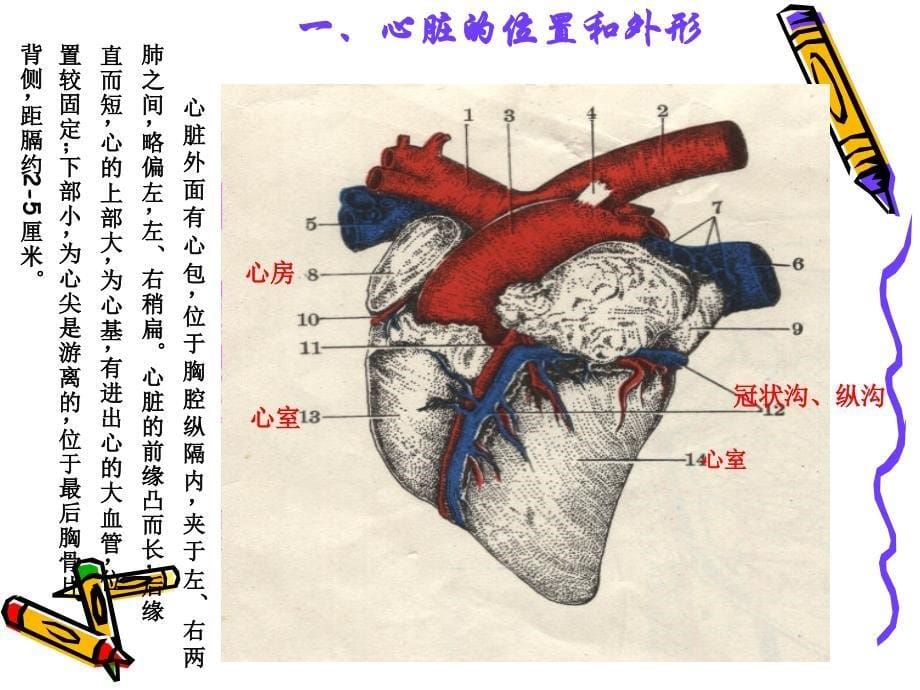 家畜解剖生理学第九章第一节心血管系统_第5页