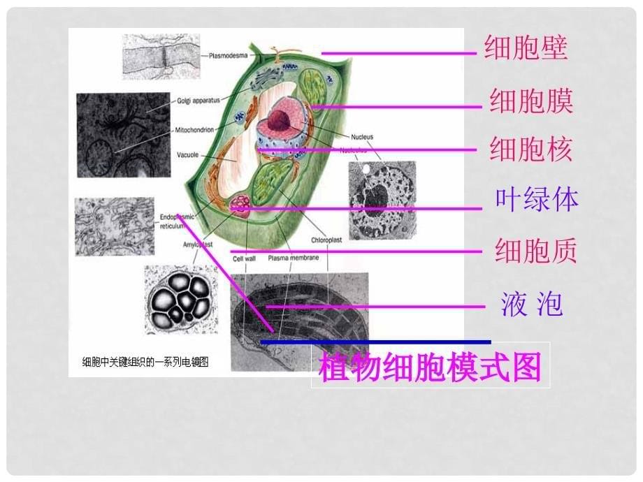 七年级生物上册 第二节 观察植物细胞课件人教新课标版_第5页