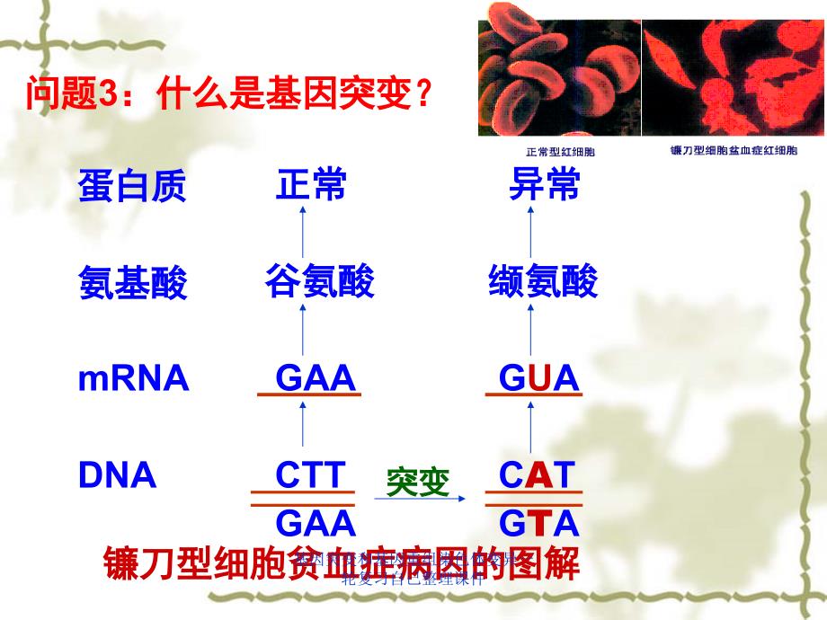 基因突变和基因重组染色体变异一轮复习自己整理课件_第4页