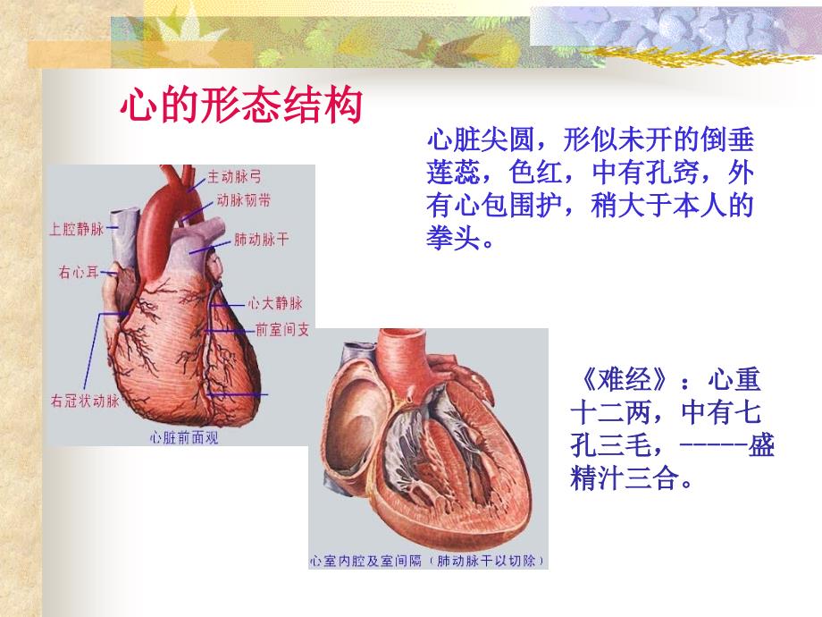 3.3第三章第二节五脏心_第4页