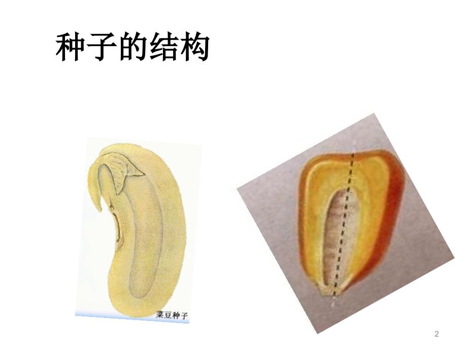 复习绿色开花植物的一生ppt课件_第2页