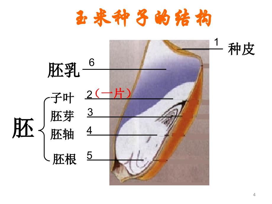 复习绿色开花植物的一生ppt课件_第4页