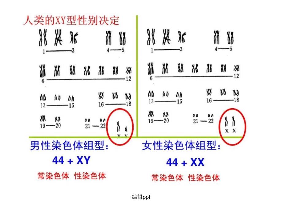 史上最强生物复习必修二遗传的基本规律性别决_第4页