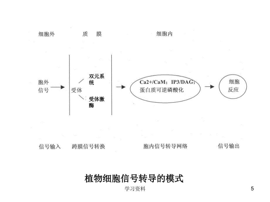 第七章细胞信号转导#学习资料_第5页