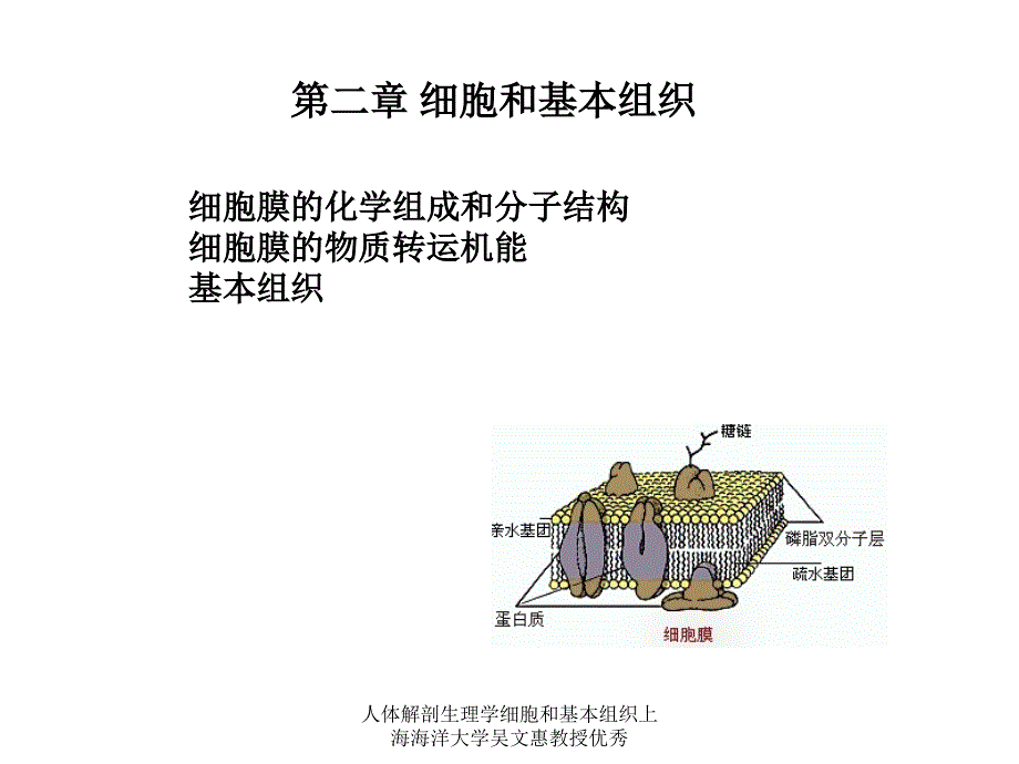 人体解剖生理学细胞和基本组织上海海洋大学吴文惠教授优秀课件_第1页