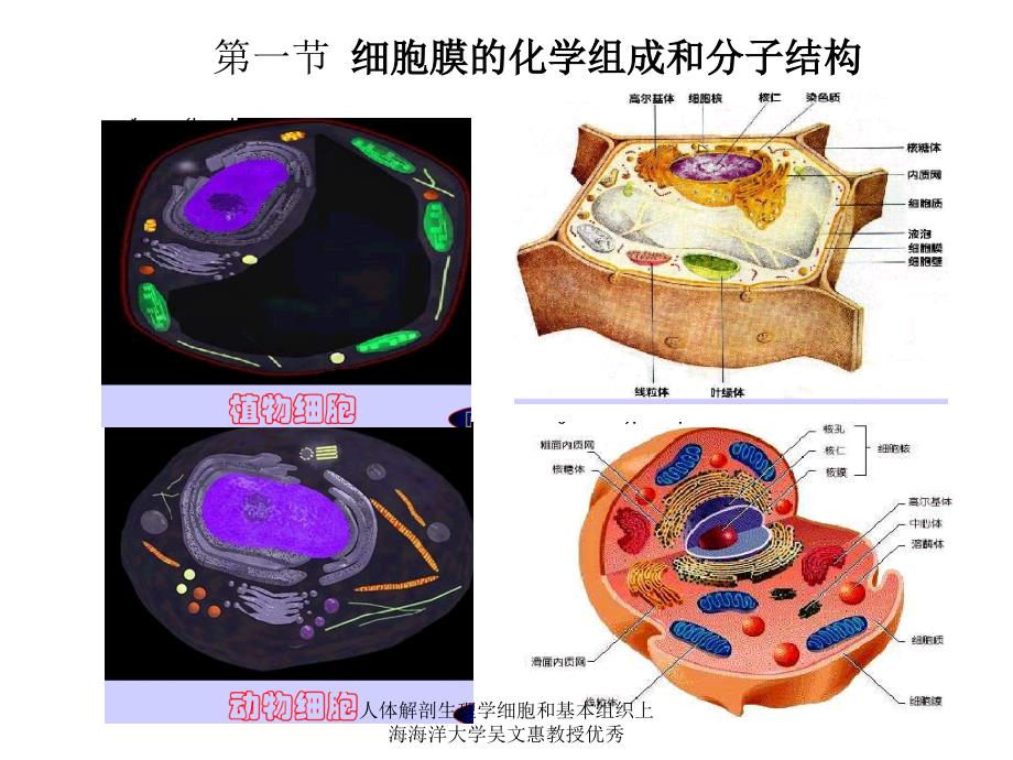 人体解剖生理学细胞和基本组织上海海洋大学吴文惠教授优秀课件_第2页