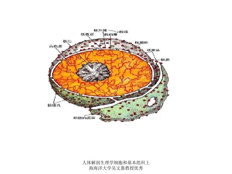 人体解剖生理学细胞和基本组织上海海洋大学吴文惠教授优秀课件_第3页